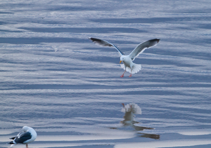 Gull Landing On Beach